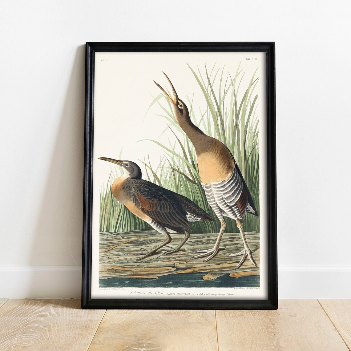 Marsh Birds Antique Bird Painting Vintage Art Print