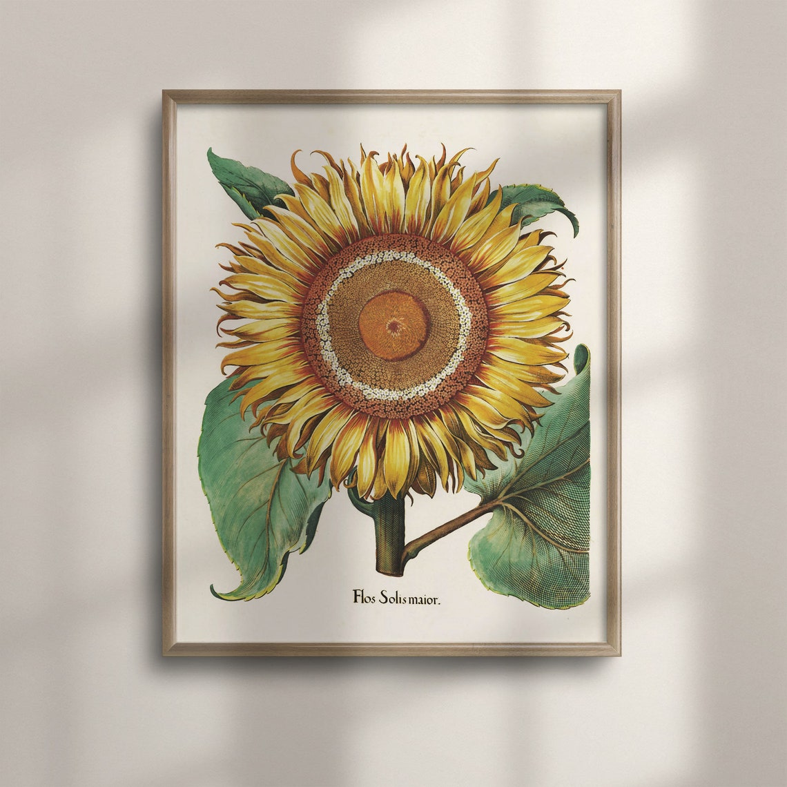Basilius Besler 1613 Sunflower Flos Solis Maior Botanical Poster