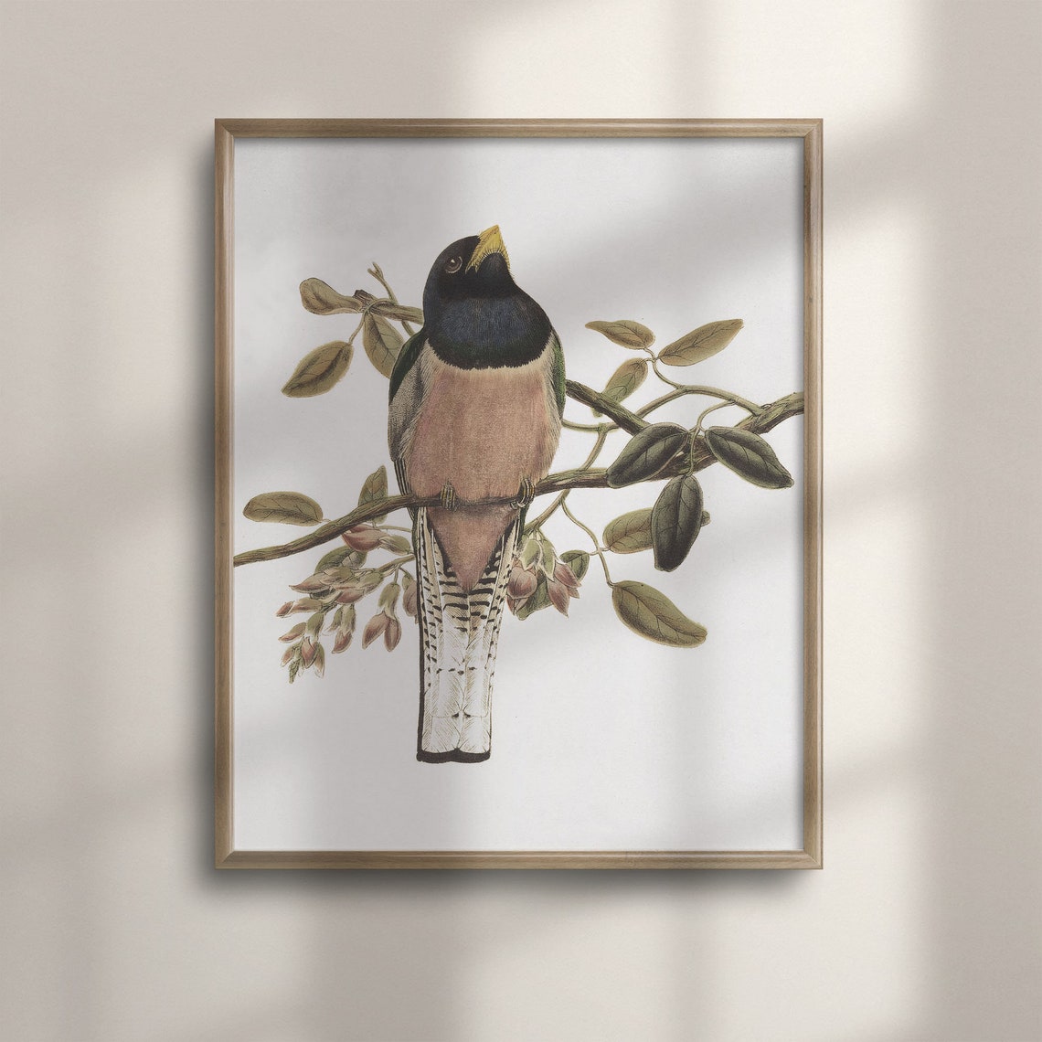 Colorful Trogon Bird Antique Ornithology Plate Branch Perch Art Poster
