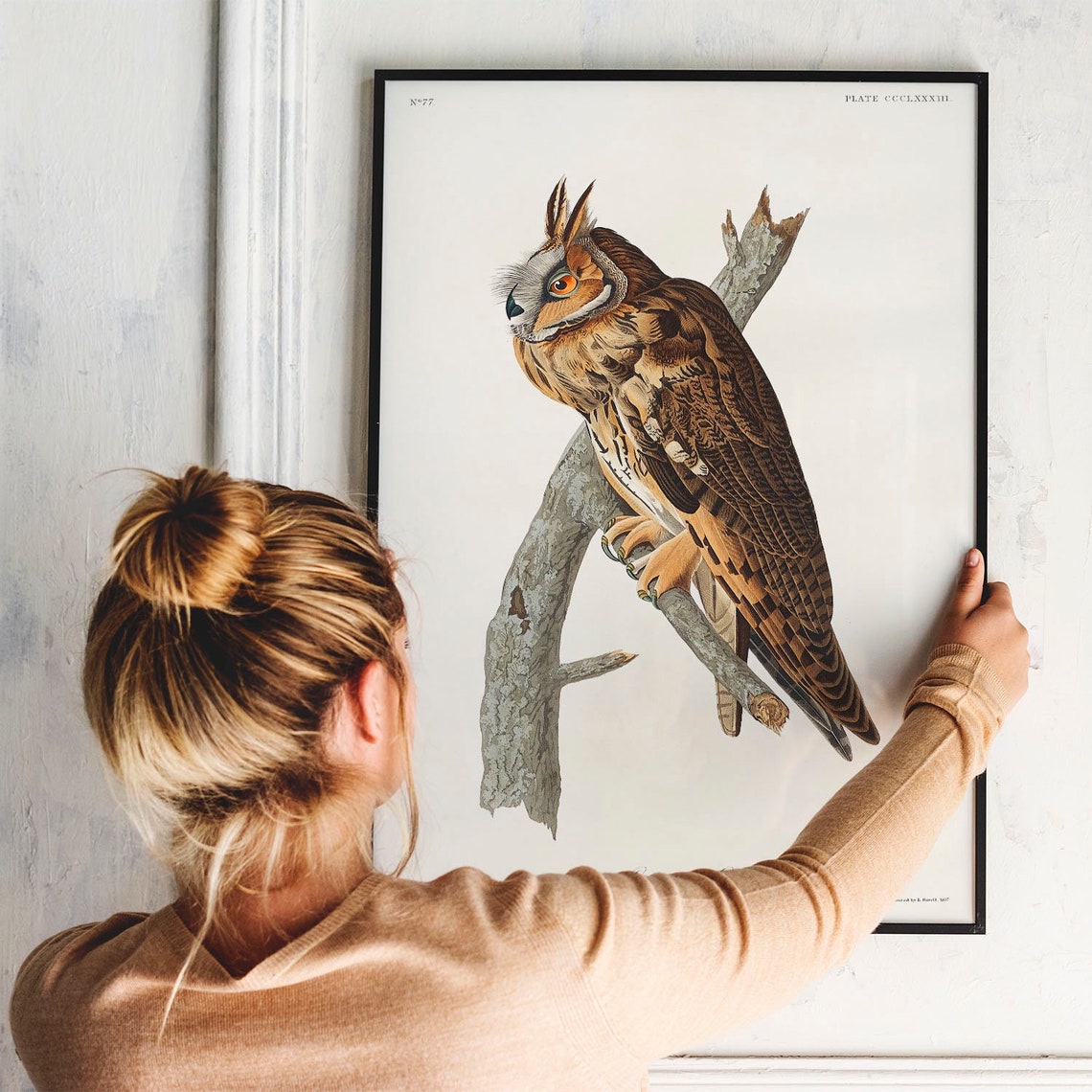 Long-Eared Owl on Branch Antique Bird Plate Illustration Poster - Image 3