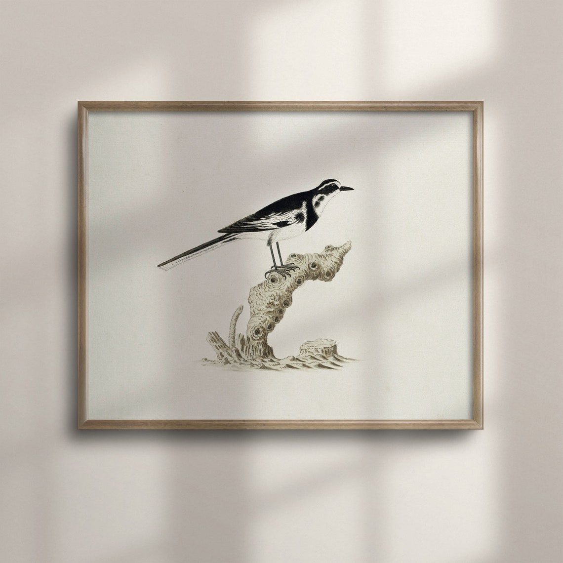 White Wagtail Bird on a Branch Antique Natural History Poster