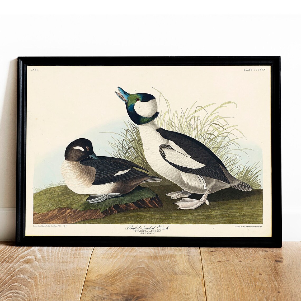 Buffel Headed Duck Vintage Bird Print Poster