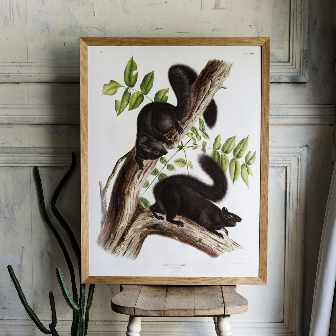 Squirrel Antique Animal Print, Vintage Illustration - Image 4