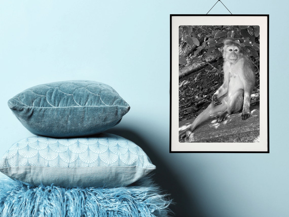 Black And White Monkey Portrait Photography Poster Cute Jungle Primate - Image 3