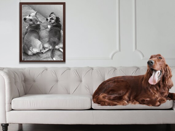 Doggy Duo Cute Dog Photo Wall Sassy Dog Gift Love Cute Dog Photo Gift Dog Mom Gift Dog Dad Art Black And White Dog Photo Sassy Stray