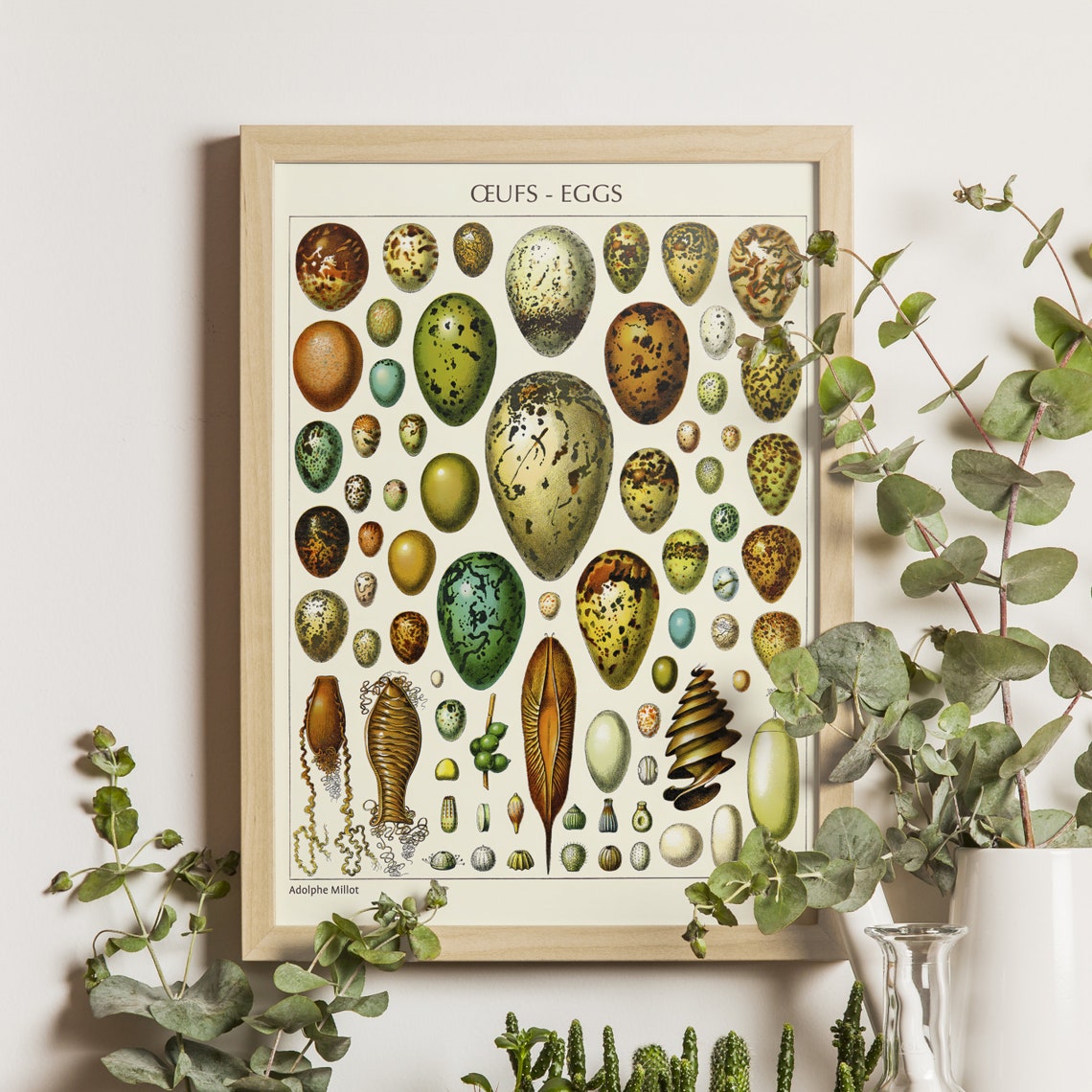 Eggs Art Print Adolphe Millot 1923 Science Illustration Larousse Poster Vintage Botanical Scientific Decor Egg Diagram