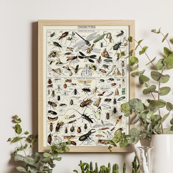 Insects I With French Labels Adolphe Millot Art Print Vintage Science Poster Larousse Illustration Entomology Wall Decor