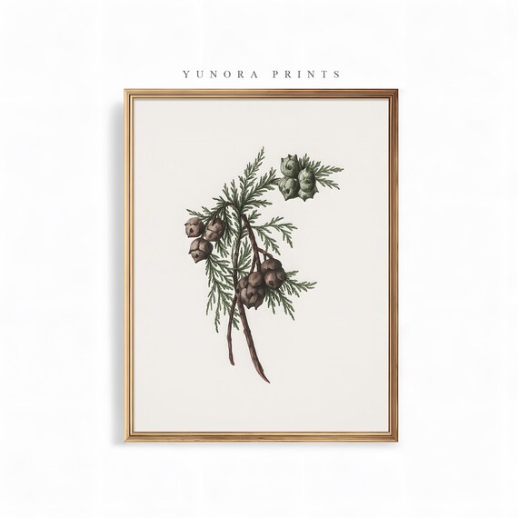 Botanical Cedar Cone Print Christmas Vintage Evergreen Wall Art Rustic Winter Decor