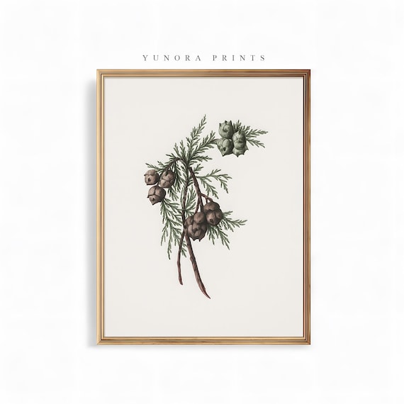 Cypress Branch with Cones Vintage Botanical Illustration Poster