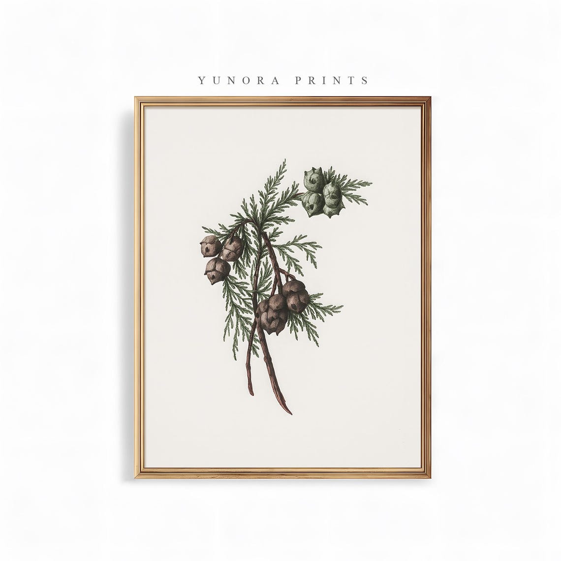 Cypress Branch with Cones Vintage Botanical Illustration Poster