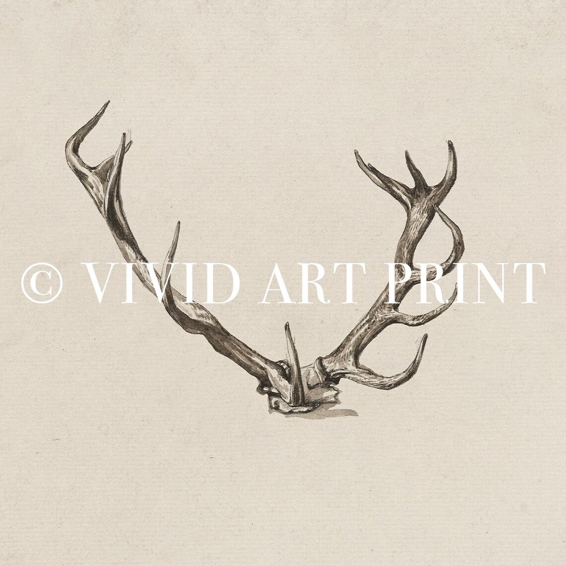 Rustic Antler Vintage Farmhouse Wildlife Art Print - Image 4