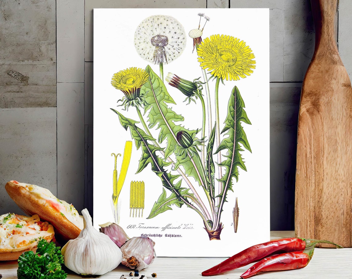 Dandelion Taraxacum Officinale Antique Botanical Illustration Poster