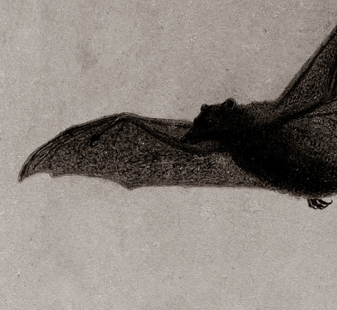 Vintage Flying Bat Gothic Halloween Dark Academia Wall Poster - Image 2