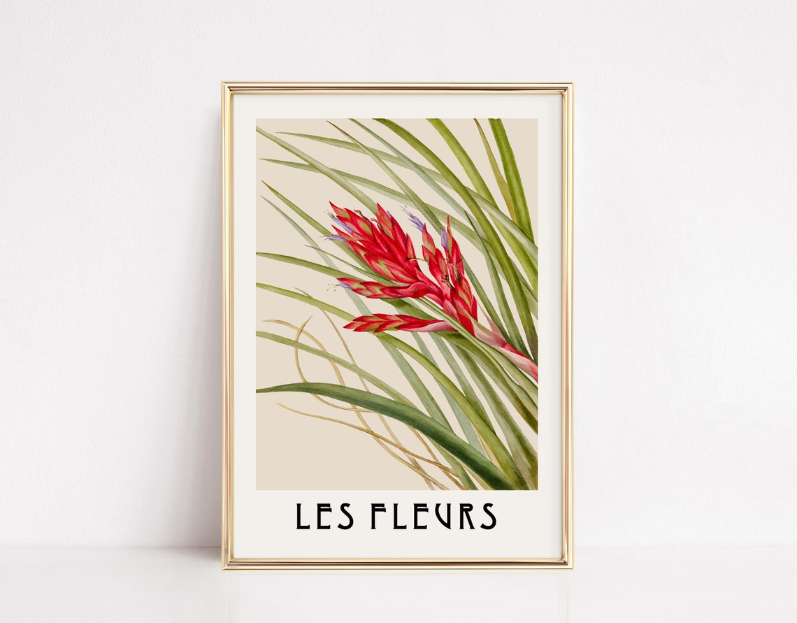 Les Fleurs Red Bloom Vintage Botanical Illustration Flower Poster
