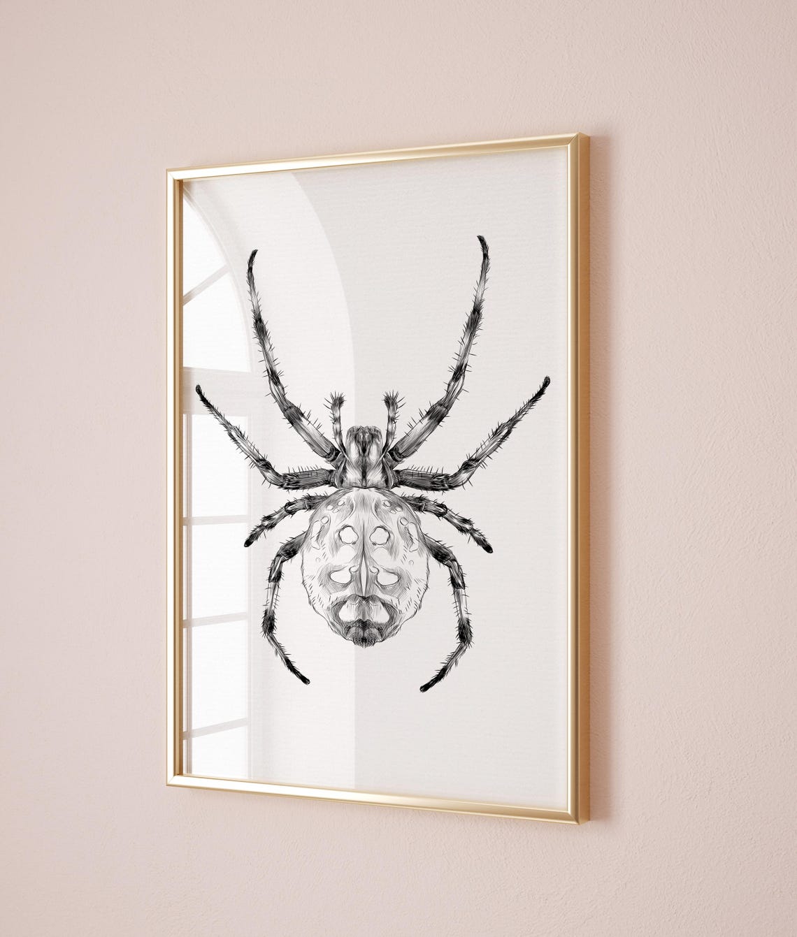 Hairy Garden Spider Sketch Black and White Nature Study Poster