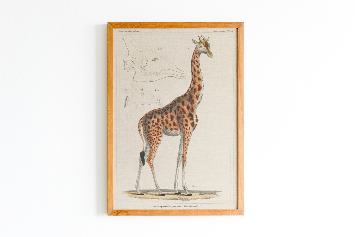 Antique Giraffe Natural History Zoological Animal Kingdom Art Poster - Image 3