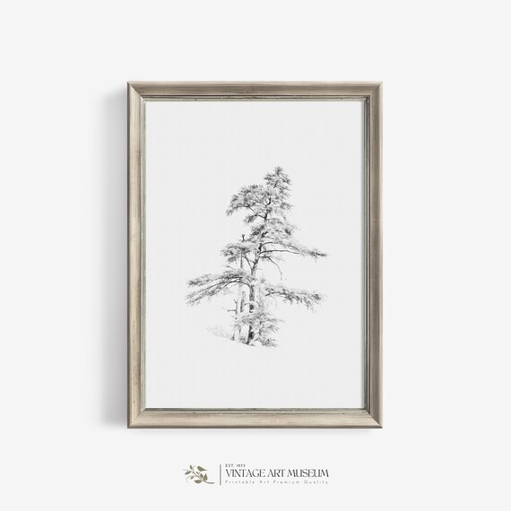 Antique Pine Tree Sketch Vintage Art Print