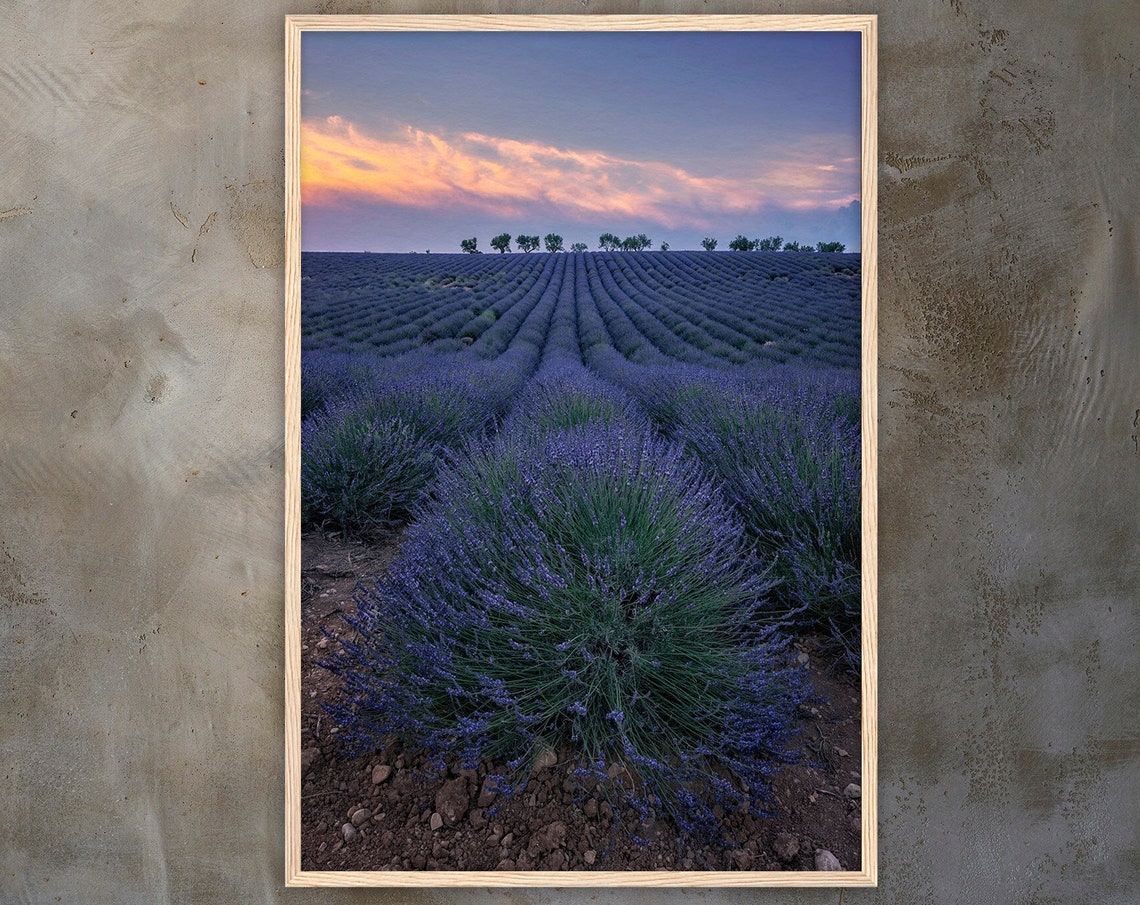 Lavender Field In The Evening Provence Premium Wall Picture With Wooden Frame France Art For Your Home Wall Decoration Living Room Bedroom