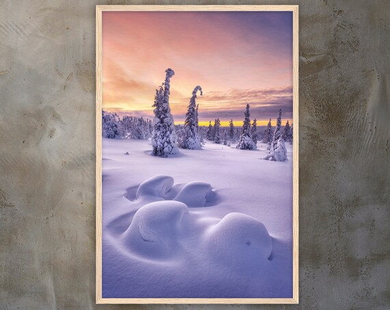 Snowy Winter Forest At Pink Sunset With Frosted Pine Trees Poster
