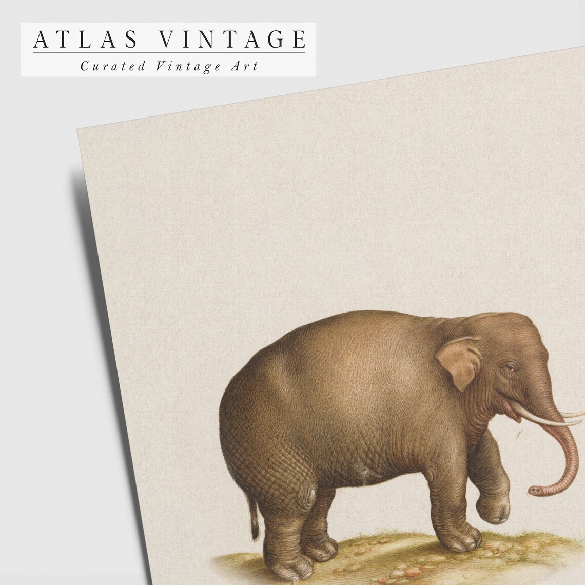 Antique Elephant Illustration Vintage Safari Animal Drawing Poster - Image 3