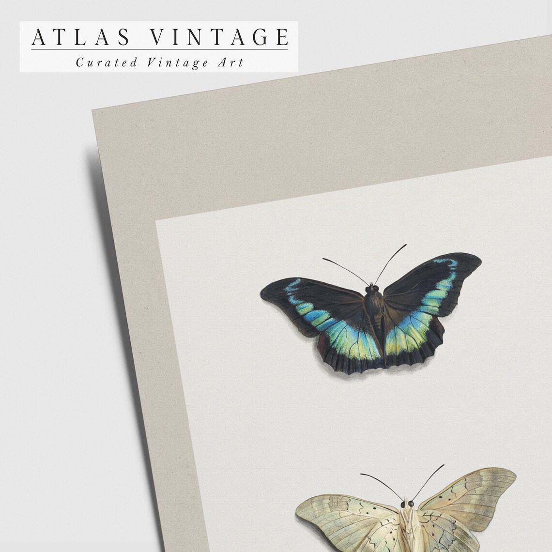 Black And Blue Butterfly With Pale Moth Minimalist Entomology Poster - Image 6