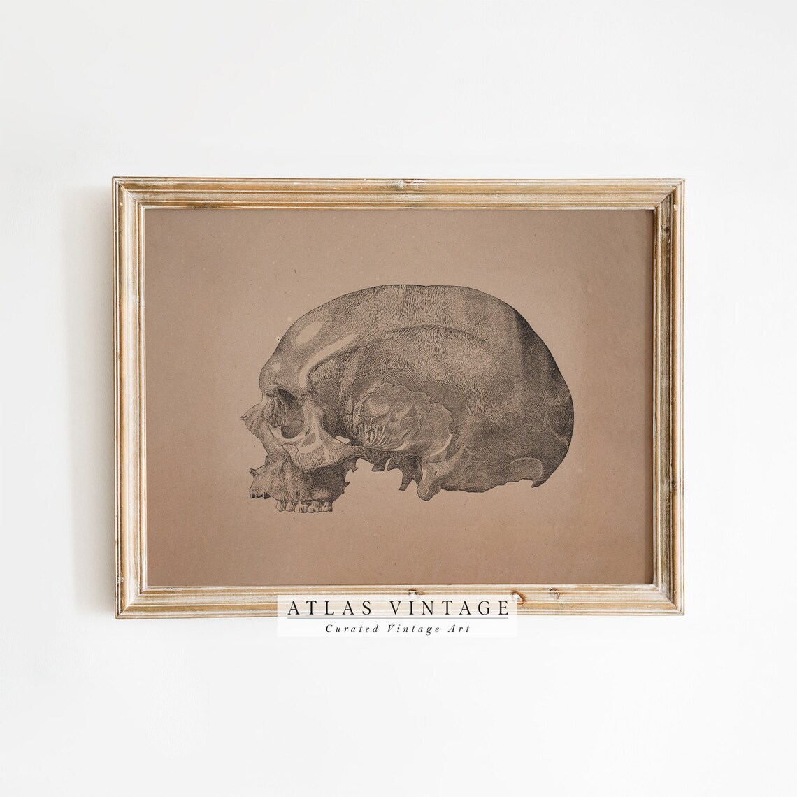 Vintage Skull Anatomy Sketch Sepia Medical Illustration Poster - Image 7