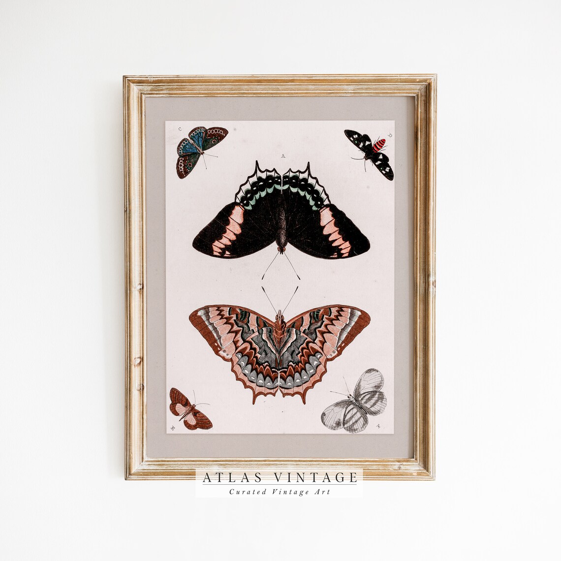 Vintage Butterfly Study Chart Six Butterflies Entomology Poster