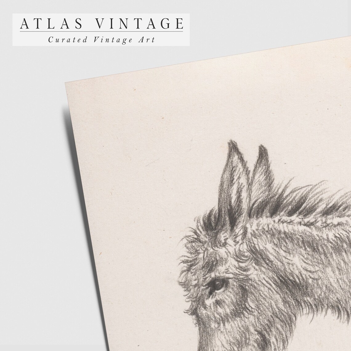 Antique Pencil Sketch Of Donkey Head Minimalist Animal Study Poster - Image 6