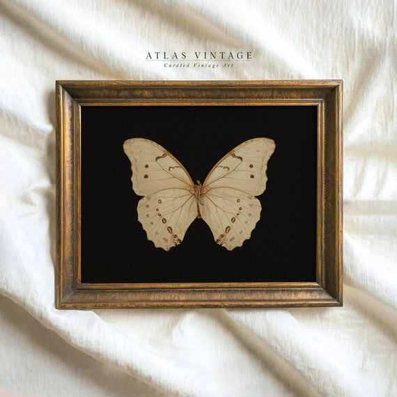 Vintage White Butterfly Print Dark Moody Insect Wall Art Moth Painting Cottagecore Decor