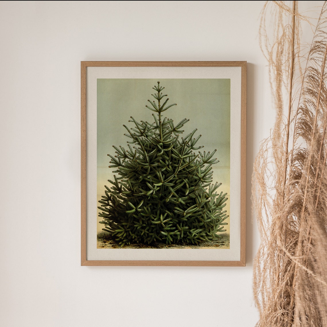 Vintage Pine Tree Botanical Art Antique Evergreen Branch Poster - Image 3