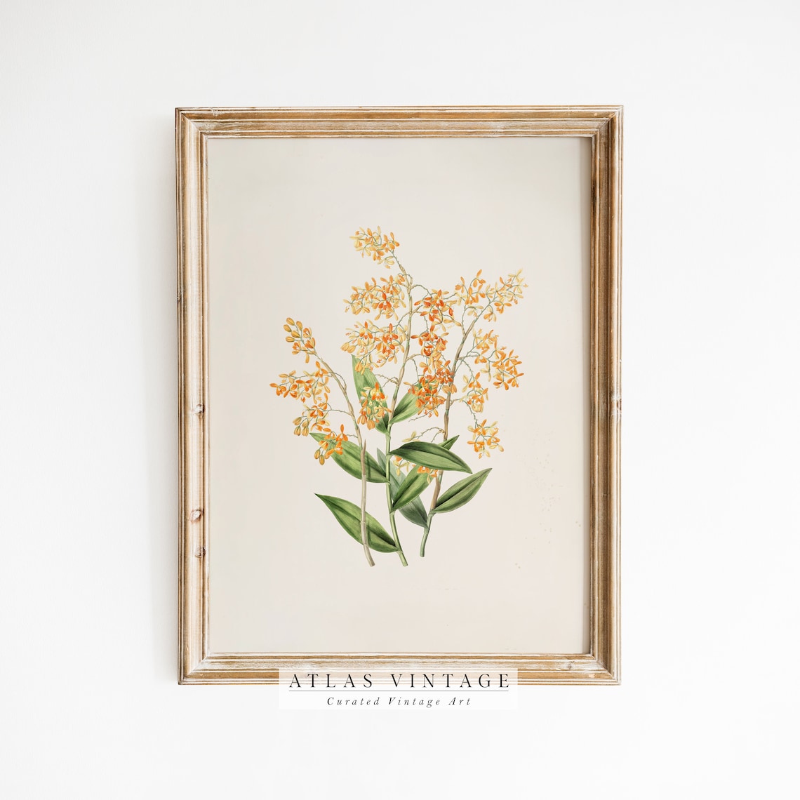 Antique Golden Floral Botanical Study Cream Background Art Poster