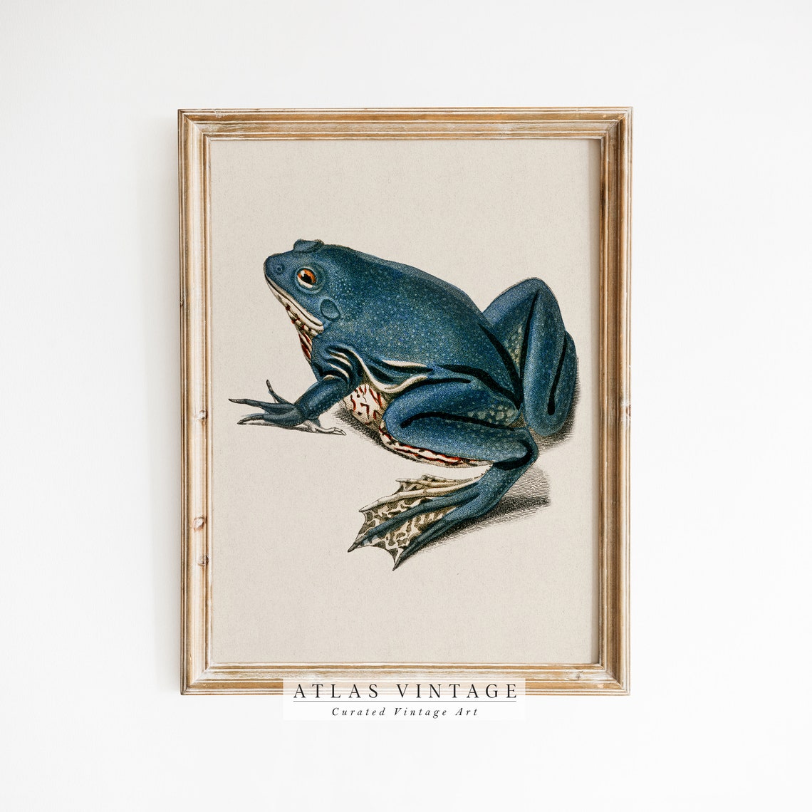 Blue Frog Vintage Naturalist Illustration Antique Toad Study Wall Art