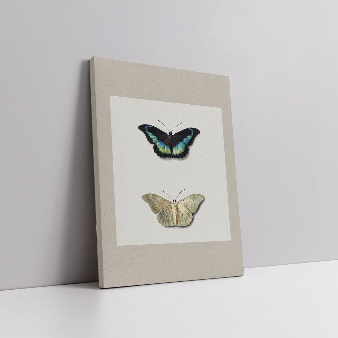 Black And Blue Butterfly With Pale Moth Minimalist Entomology Poster - Image 4