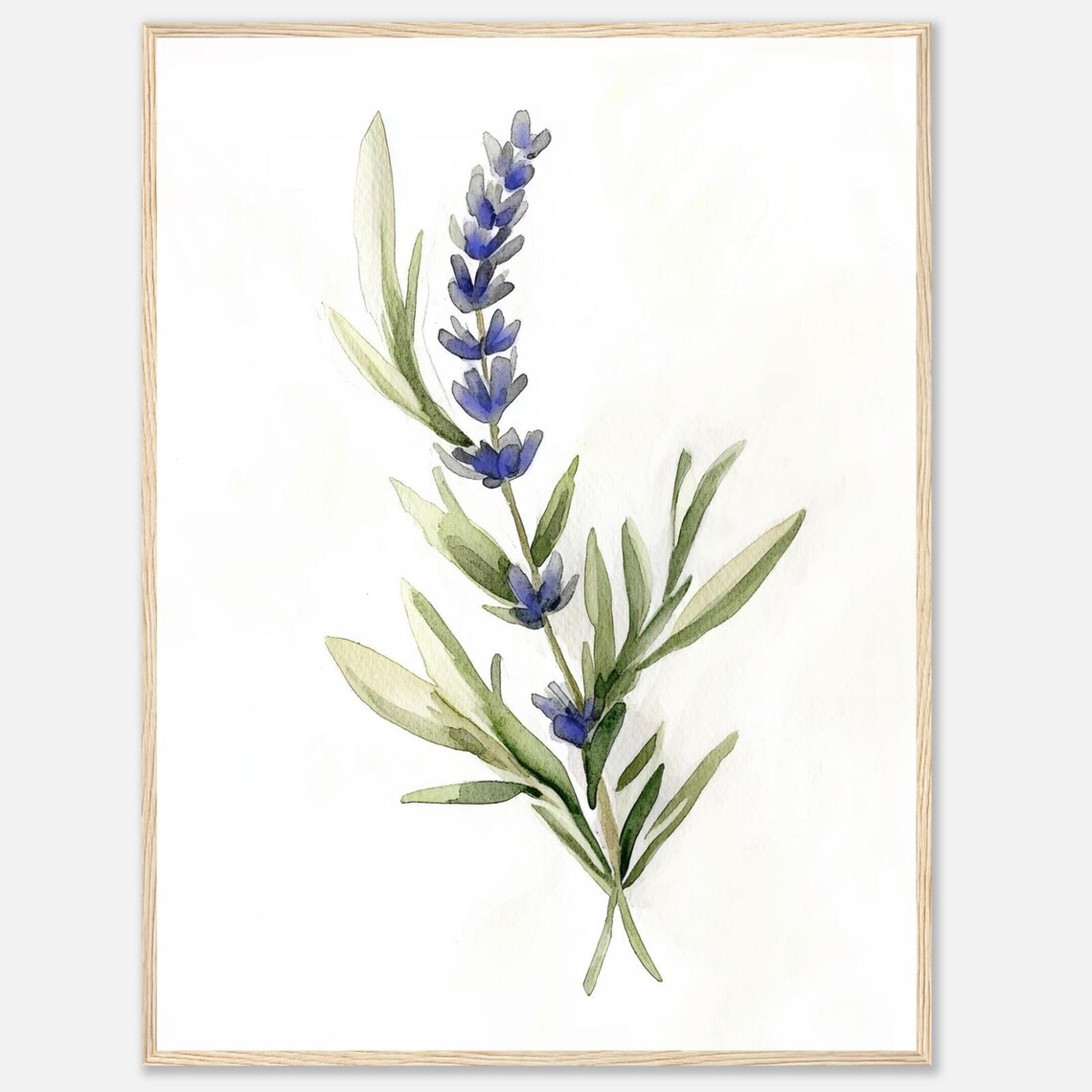Lavender Sprig Watercolor Botanical Herb Illustration Poster