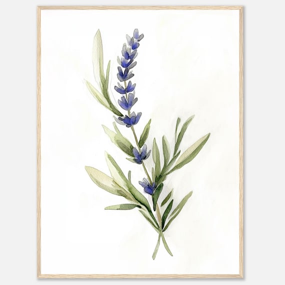 Lavender Watercolor Print Herb Wall Art Purple Flowers Botanical Illustration Herbs Kitchen Food By Nataliaayuart