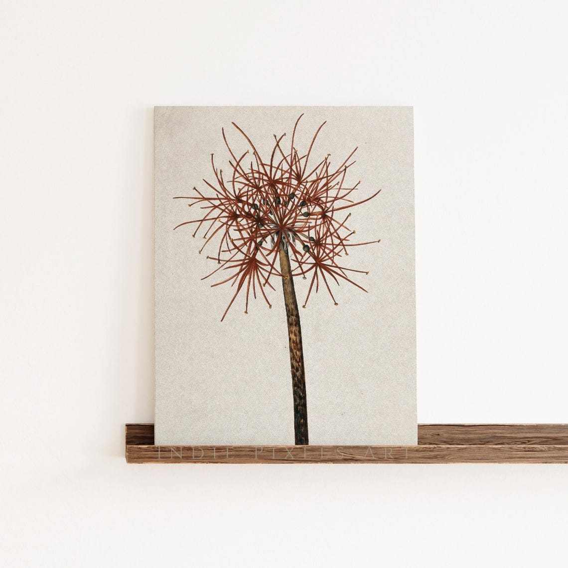 Warm Rust Allium Seed Head Vintage Botanical Drawing Neutral Art Print - Image 4