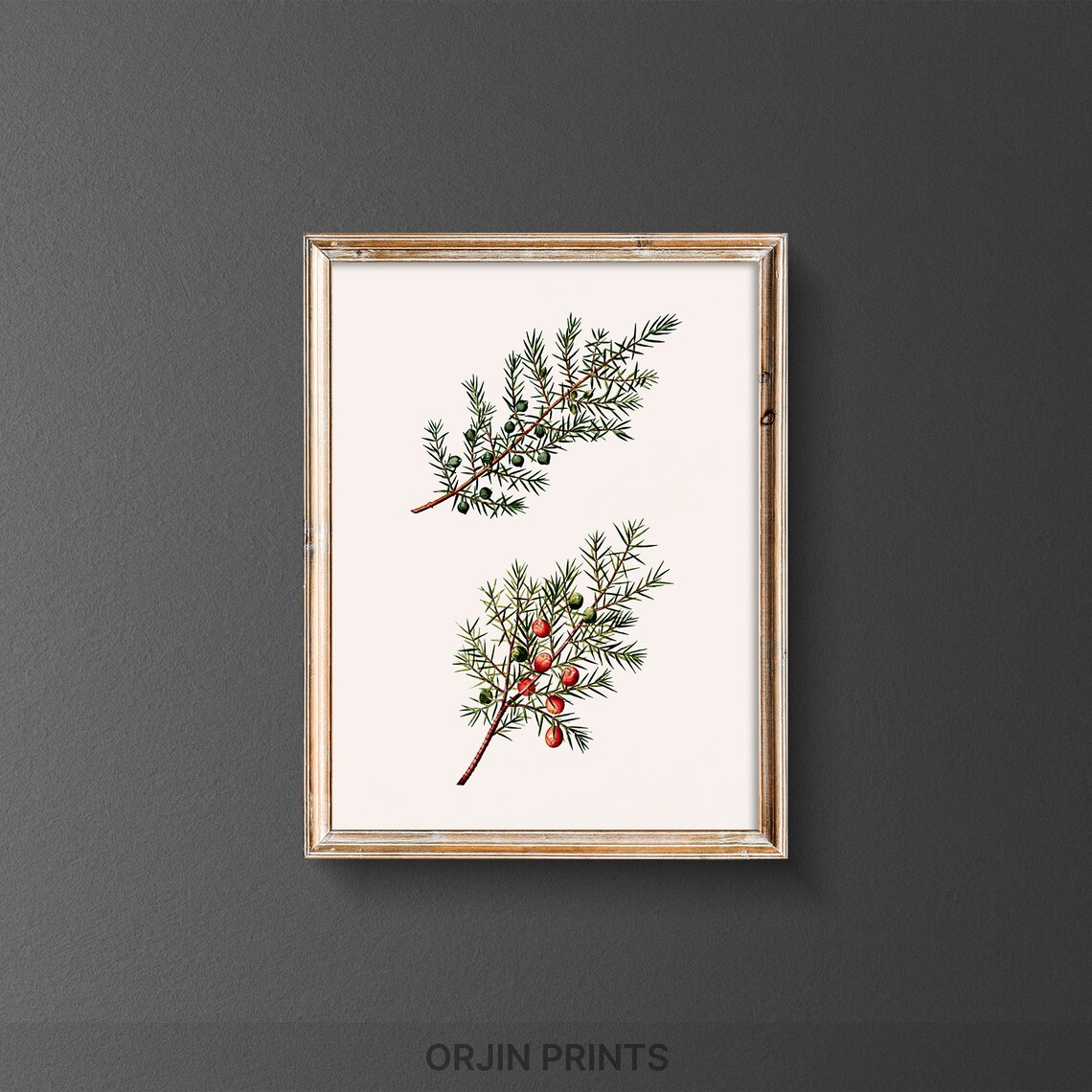 Botanical Juniper Branch Art Print, Rustic Greenery Decor