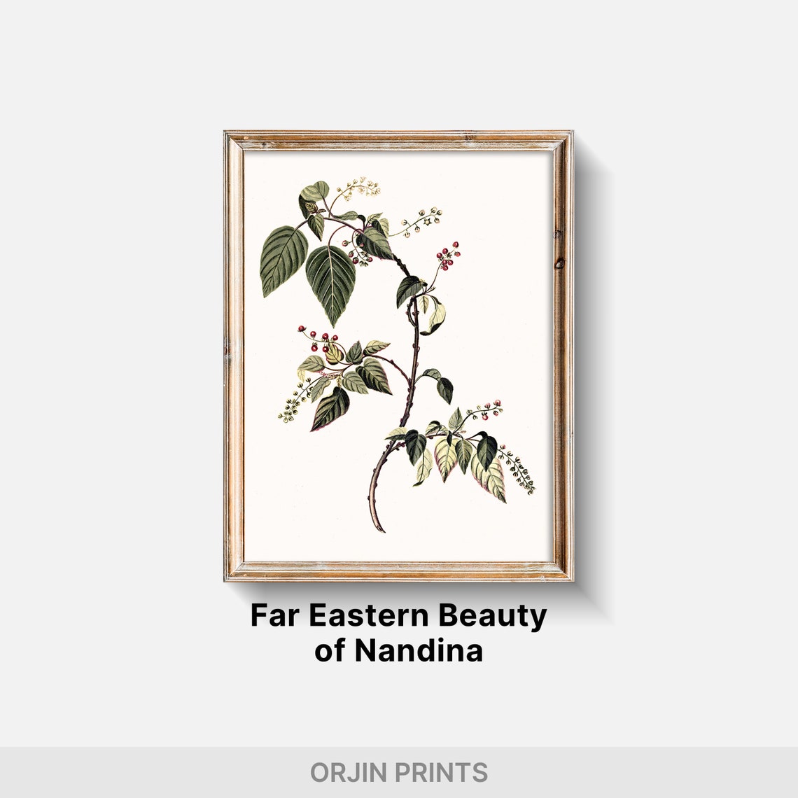 Nandina Branch Red Berries White Blossoms Botanical Vintage Art Print - Image 2