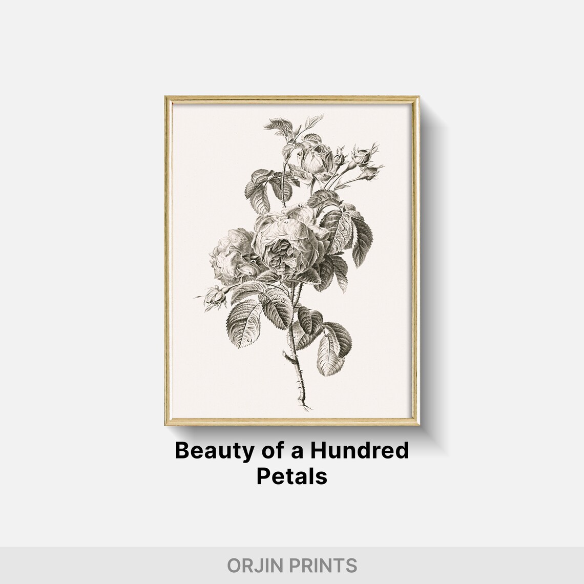 Cluster of Roses Botanical Engraving Vintage Floral Art Poster - Image 2
