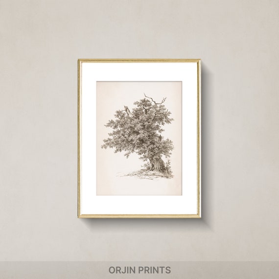 Ancient Tree Art Vintage Nature Print Wall Decor Wall Art Print Orjin Prints 456