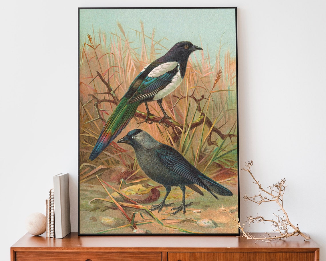Magpie and Dark Songbird on Branch Vintage Naturalist Bird Art Poster