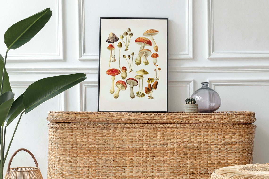 Vintage Mushroom Identification Chart Fly Agaric Mycology Poster - Image 3
