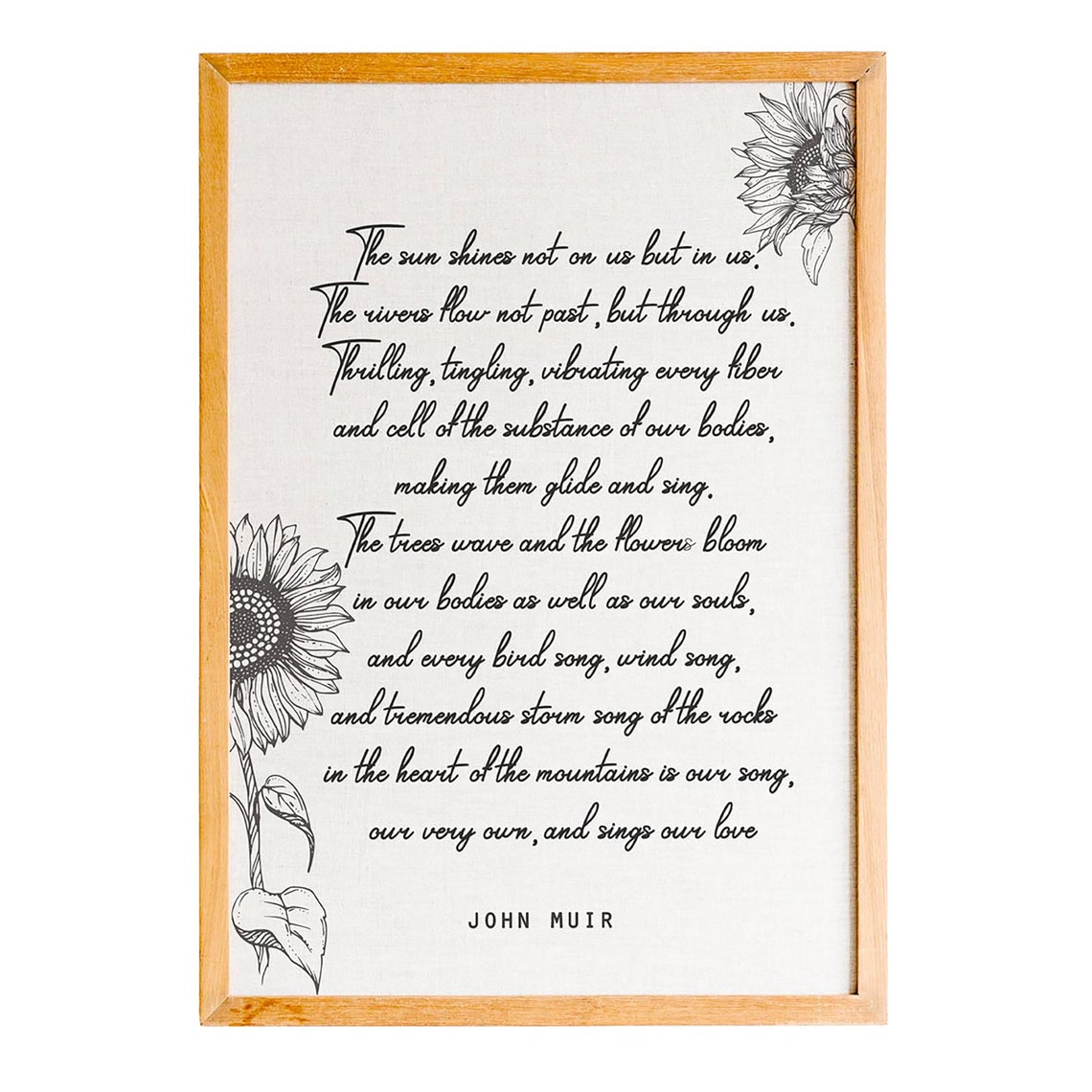 John Muir Sun Shines In Us Sunflower Script Nature Quote Poster - Image 2