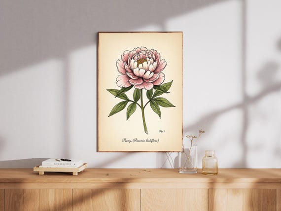Peony Botanical Art Print Vintage Pink Floral Illustration