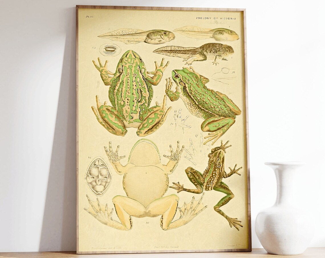 Vintage Zoology of Victoria Frogs Tadpoles Scientific Illustration Poster