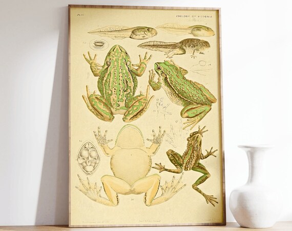 Vintage Zoology of Victoria Frogs Tadpoles Scientific Illustration Poster