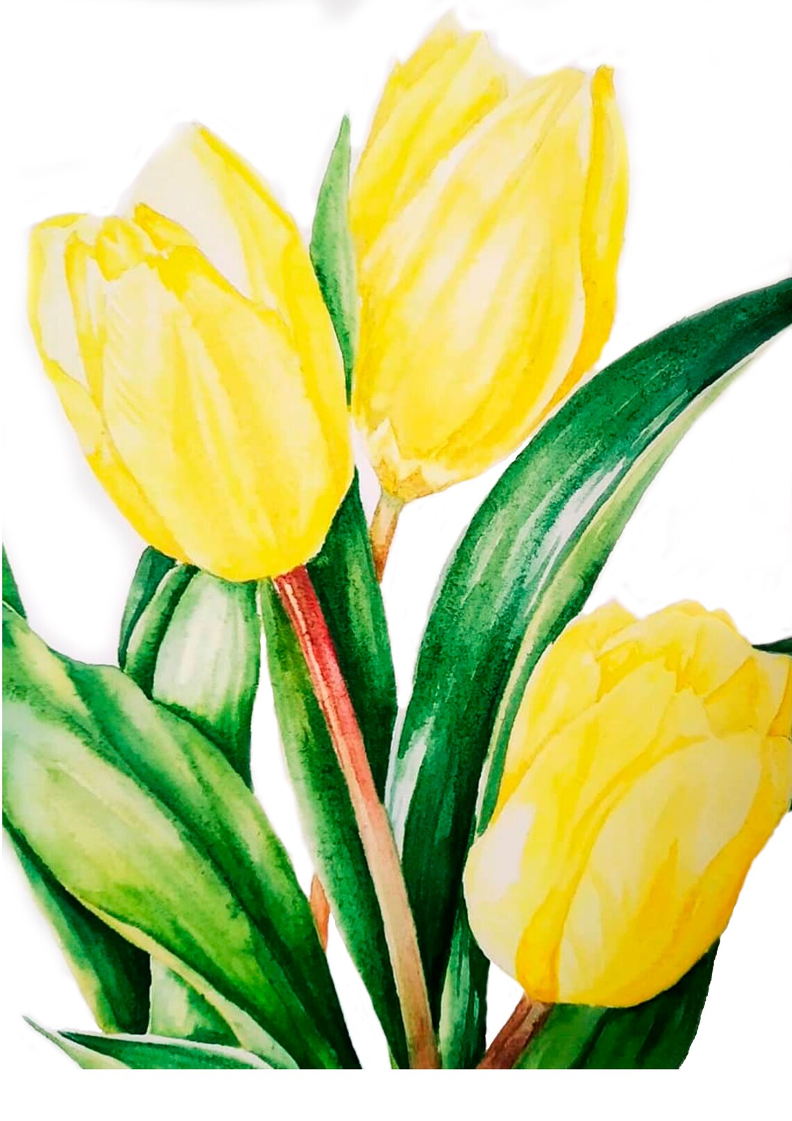 Yellow Tulips Watercolor Botanical Spring Flowers Art Poster - Image 5
