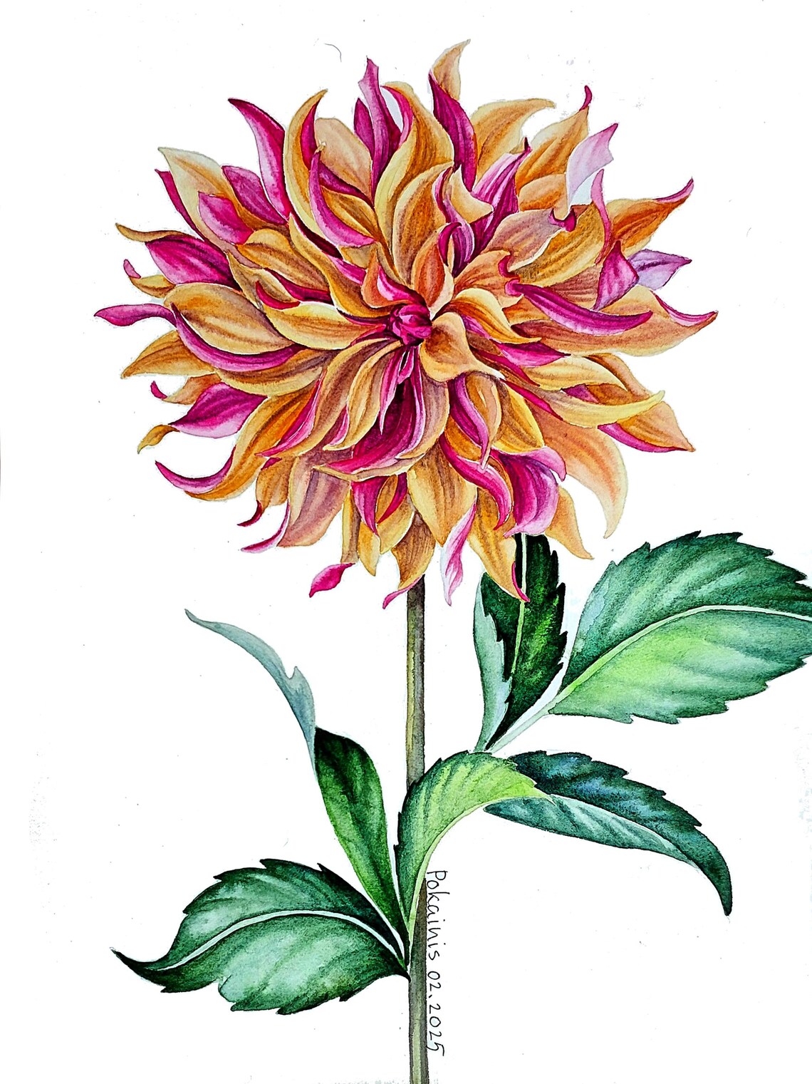 Single Dahlia Watercolor Amber Pink Floral Botanical Art Poster