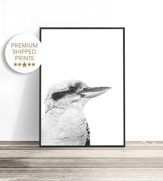 Kookaburra, Australian Bird Photography Print