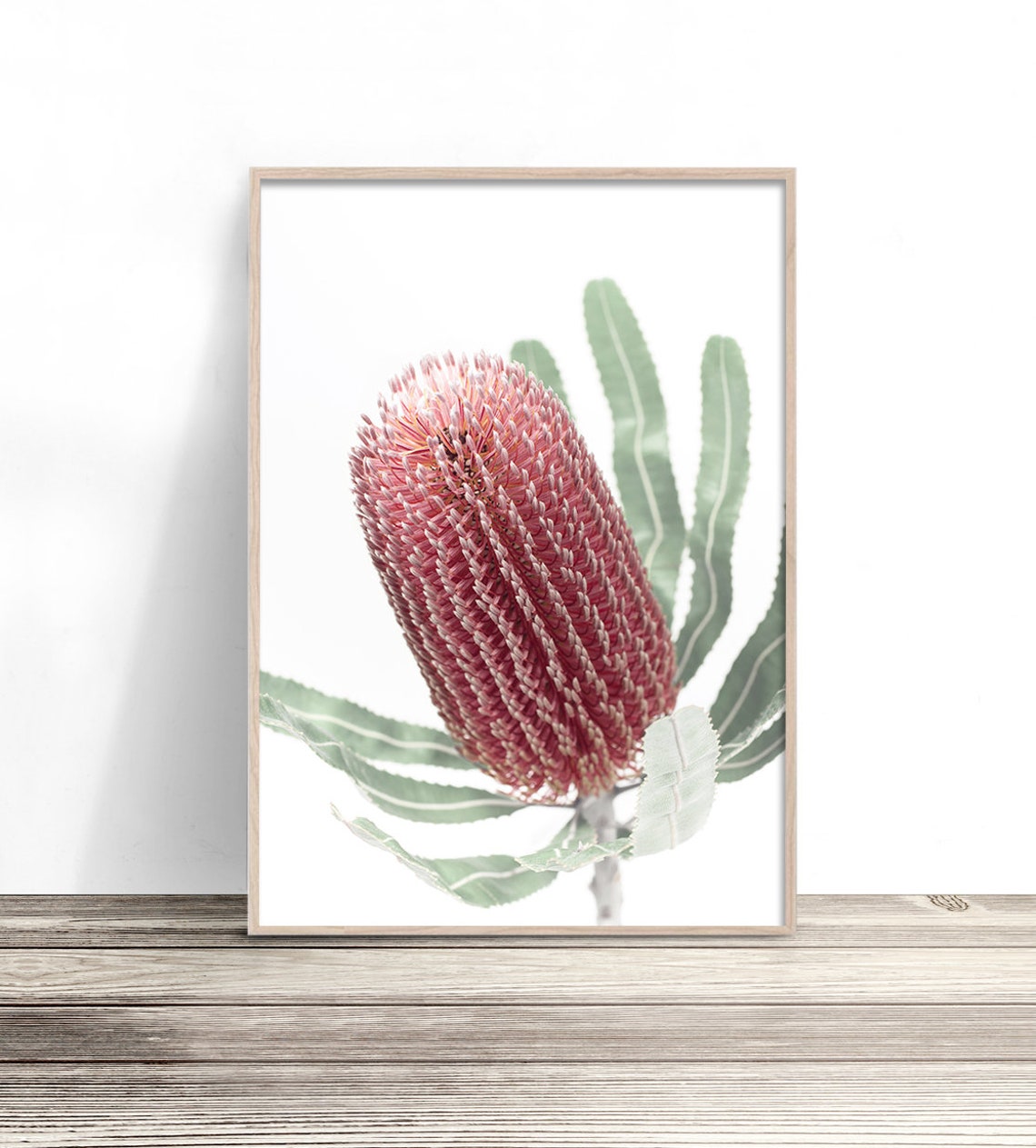 Pink Banksia Flower Blush Australian Native Botanical Wall Art Poster